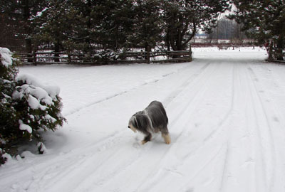 Bailie is walking on the snow covered driveway . heading towards the cedar trees